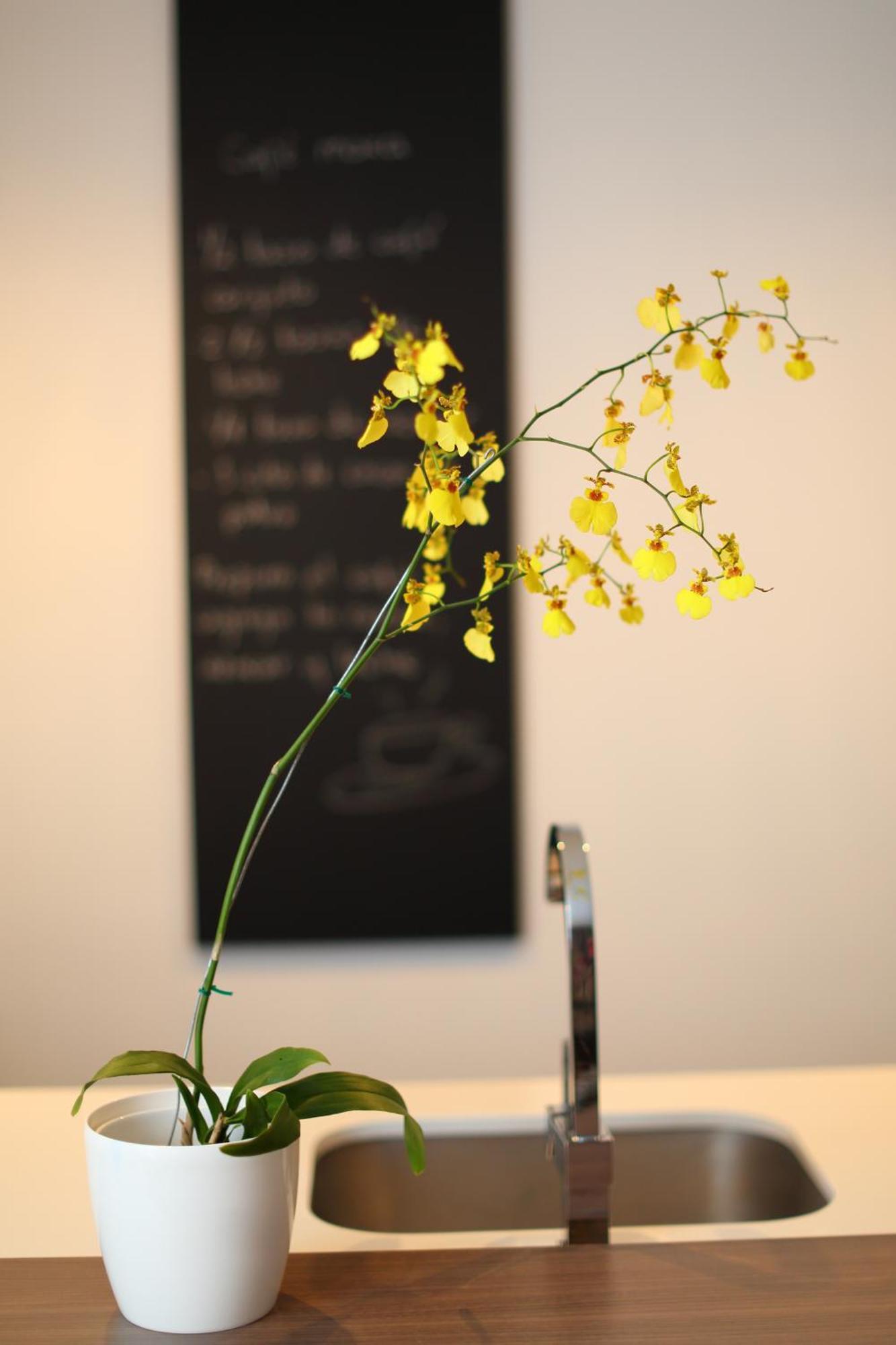 Sites Hotel Медельїн Екстер'єр фото A yellow orchid